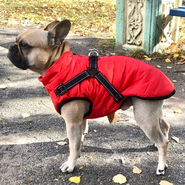 🐶Neujahrsverkauf 55% Rabatt🐾Wasserdichter Warmer Multifunktionaler Hundemantel
