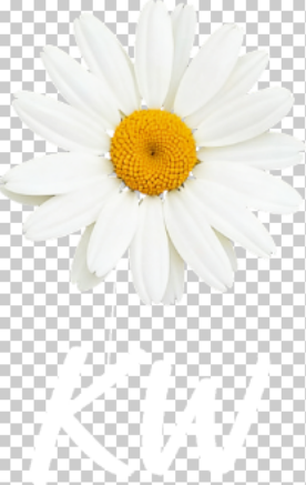 Neu eingetroffen: Cuddly Comfort™ x LinkLink Bezaubernder Pyjama-Umhang (Gänseblümchen-Design) – Duftend für erholsamen Schlaf und angenehm auf der Haut 🎁 (Weihnachtsangebot)