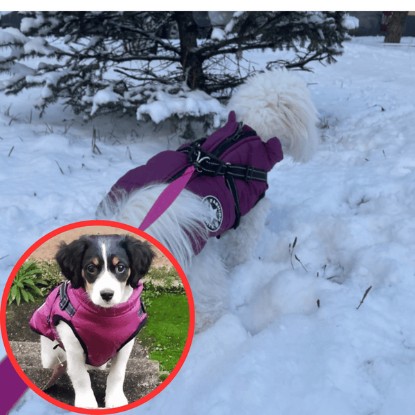 🐶Neujahrsverkauf 55% Rabatt🐾Wasserdichter Warmer Multifunktionaler Hundemantel