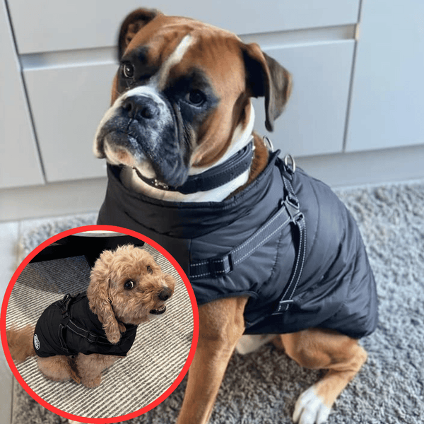 🐶Neujahrsverkauf 55% Rabatt🐾Wasserdichter Warmer Multifunktionaler Hundemantel