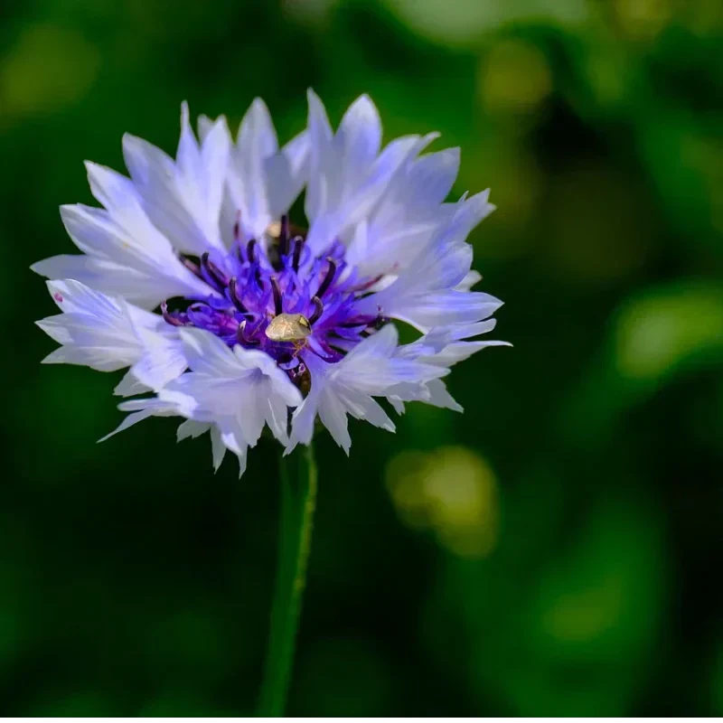 🌼 Ganzjährig blühende Kornblumensamen für die Echte 🏡✨