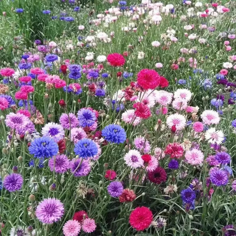 🌼 Ganzjährig blühende Kornblumensamen für die Echte 🏡✨