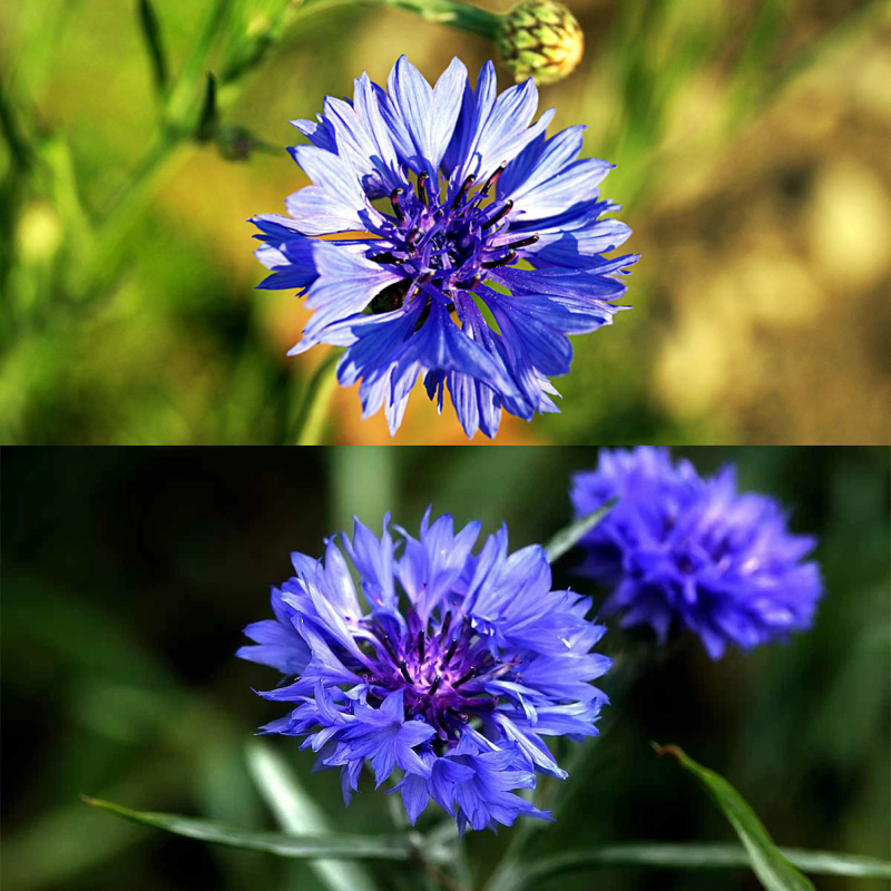 🌼 Ganzjährig blühende Kornblumensamen für die Echte 🏡✨