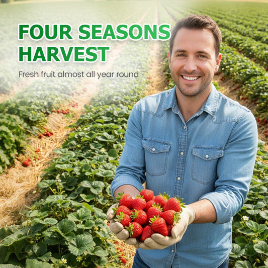 Einfach anzubauende Erdbeersamen